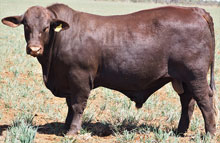 Lot 1
