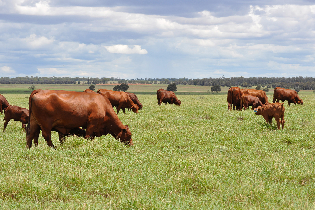 Bullamakinka – Santa Gertrudis