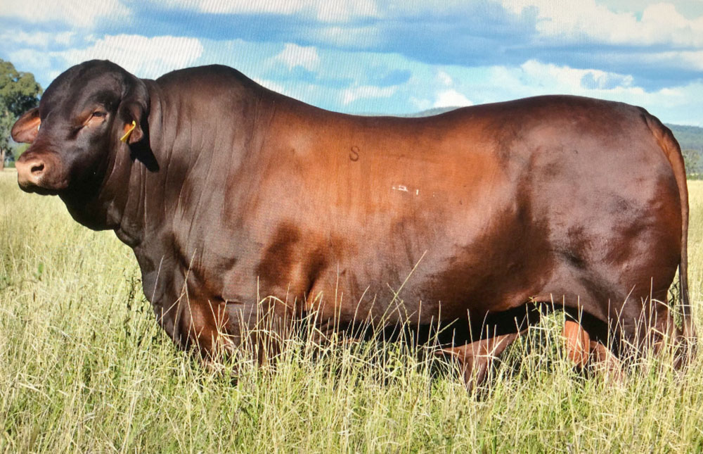 Santa Gertrudis Sire - Bullamakinka Nick N54